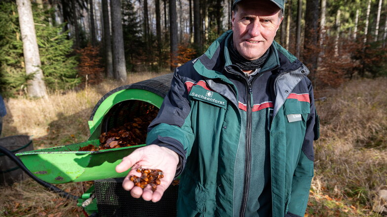 Altenberg: Wie die Bucheckern aus Rehefeld den Staatswald retten