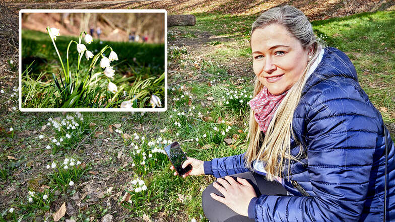 Die Märzenbecher im Polenztal stehen in voller Blüte und haben bereits viele Besucher angelockt, so wie Elena Solovova aus Dresden.