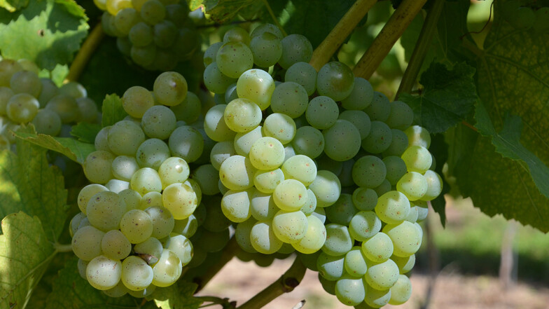 Auf weniger als einem Hektar, so am Gellertberg bei Oberau, werden Silvaner-Weine in Sachsen kultiviert, was sie zur absoluten Rarität macht.