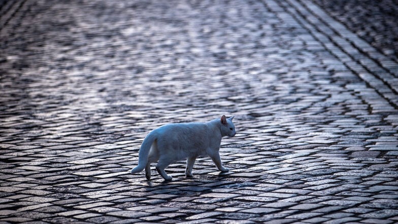 Eine Katze ist in Zwickau offenbar grausam gequält worden.