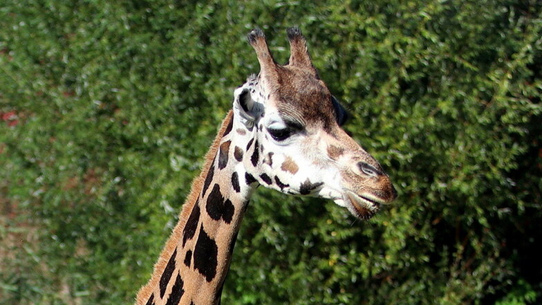 Giraffenkuh Ashanti musste am Mittwochmorgen eingeschläfert werden.