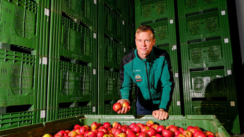 Michael Görnitz, der Geschäftsführer des gleichnamigen Obstbaubetriebes in Neusörnewitz, zeigt eine der Kühlzellen, in der die Früchte bis zu einem halben Jahr gelagert werden können.