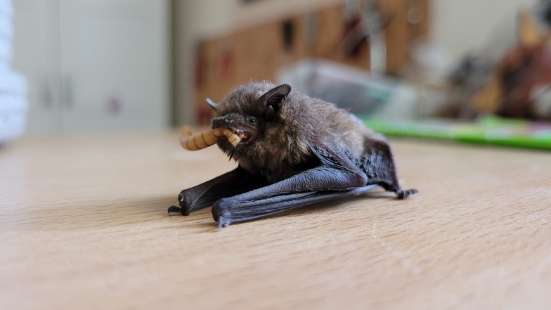 Die Mückenfledermaus verirrte sich vor kurzem in eine Kita in Dresden. In den Monaten August und September ist das nicht ungewöhnlich.