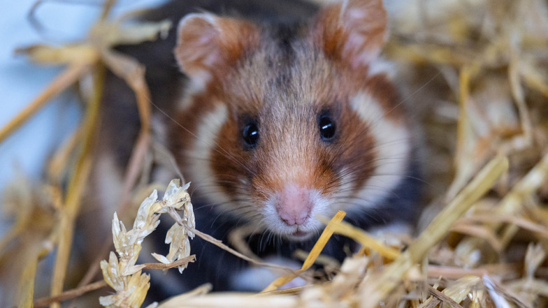 Zoo-Hamster für die freie Wildbahn