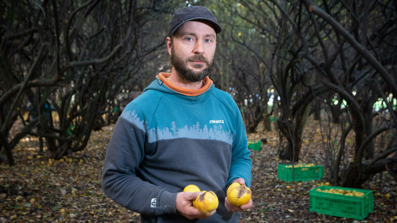 Frank Ringling ist Bundesfreiwilliger beim Verein Grüne Liga. Immer wieder muss er erleben, dass Früchte in der Quittenplantage in Niederpoyritz gestohlen werden.
