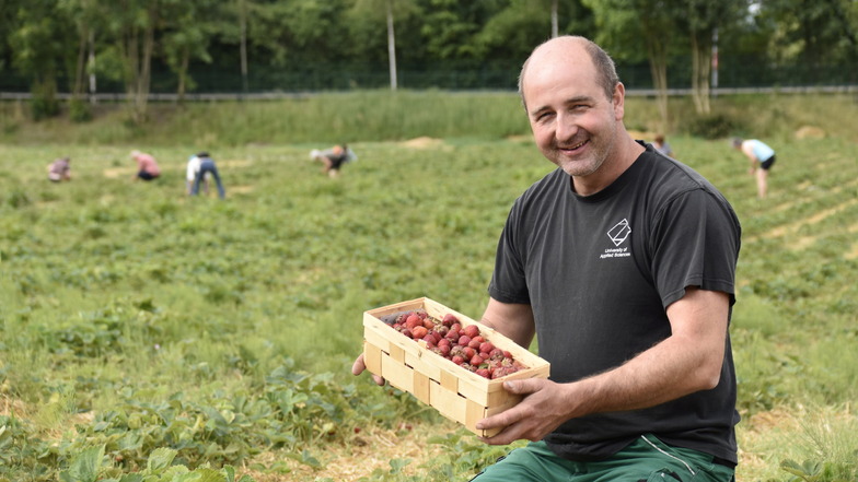 Robert Rüdiger ist seit 2016 Chef im Obstbau an der Pillnitzer Landstraße. Seine Erdbeerplantage ist derzeit gut besucht. Noch bis Mitte Juli können hier Erdbeeren gepflückt werden.