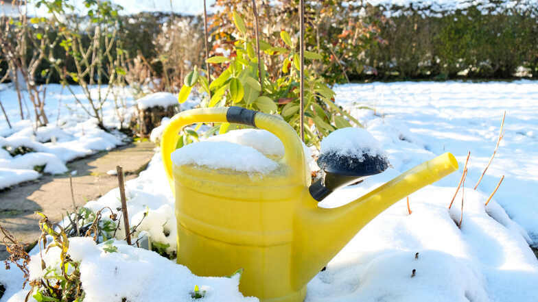 Keine Pause für die Kanne: Warum gießen im Winter wichtig ist