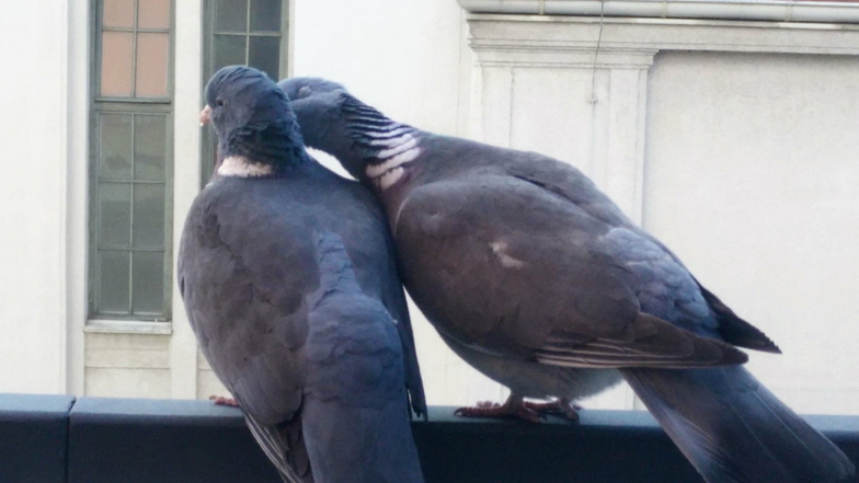 Ein Siegerpaar? Tauben auf dem Geländer des City-Centers gegenüber dem Kaufhaus.