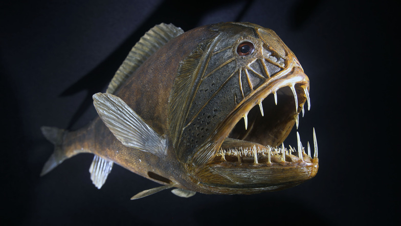 Er ist nicht unbedingt attraktiv, aber mit seinen Zähnen sehr effektiv. Der Fangzahnfisch lebt in Meerestiefen bis 5.000 Meter.