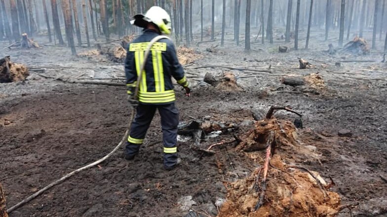 Feuer im Unterholz. Über 80 Einsatzkräfte kämpften in Weinböhla gegen einen größeren Waldbrand.