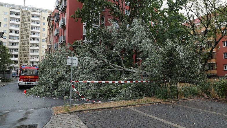 An der Freiberger Straße kippte dieser Baum um.