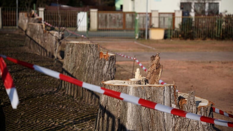 Riesas Räte beschließen strengere Regeln für den Baumschutz