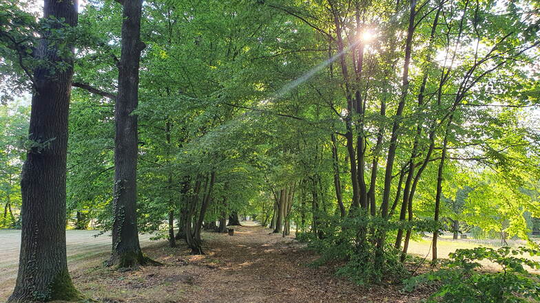 Eine große Baumallee führt durch den Park in Röhrsdorf. Das Gelände ist nicht nur im Sommer - wie hier auf dem Foto - einen Besuch wert.