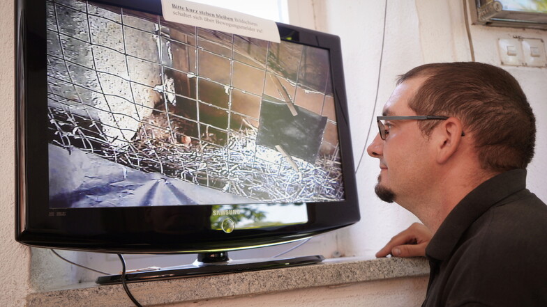 Christian Kühnel schaut in der Kirche in Putzkau auf einen Fernsehbildschirm, auf dem das Bild einer Videokamera aus dem Kirchturm zu sehen ist. Es zeigt die Nisthöhle eines Turmfalken, der dort ein Ei abgelegt hat.