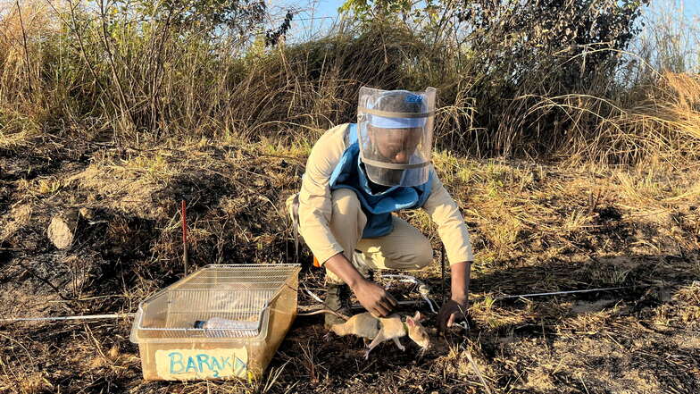 "Rattenführer" Raul Ilidio ist mit dem Tier Baraka auf Angolas Minenfeldern unterwegs.