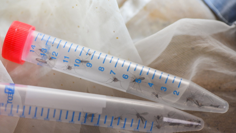 Stechmücken sind in kleinen Behältern vom Leibniz-Zentrum für Agrarlandschaftsforschung (ZALF) am Institut für Landnutzungssysteme AG Medizinische Entomologie zu sehen.