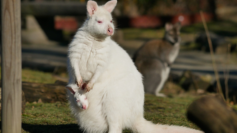 Noch schaut das kleine Albino-Känguru aus dem Beutel der Mutter. Bald ist es zu groß dafür.