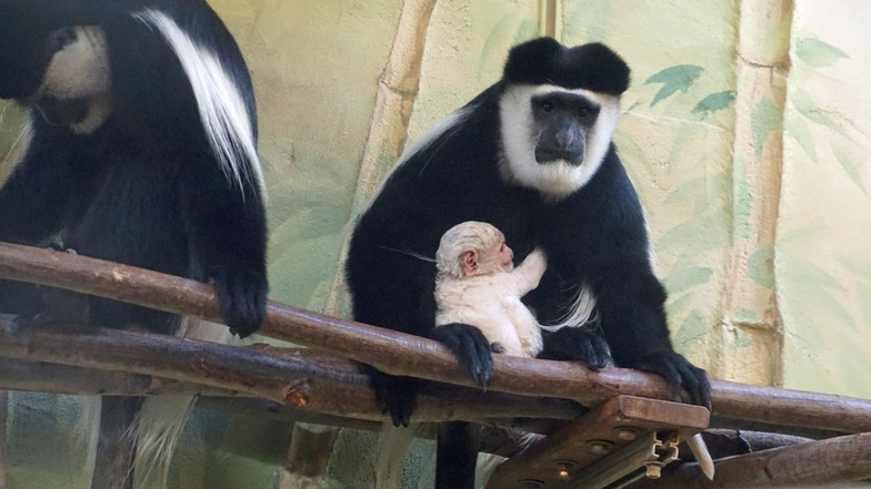 Guereza-Weibchen Mona und ihr Baby warten im Zoo Dresden auf die Besucher.