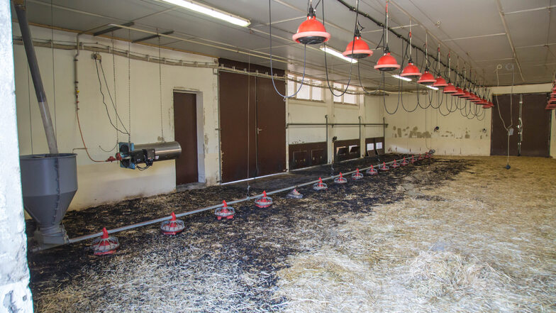Brand in der In der Geflügelfarm der Eskildsen GmbH in Kreba. Rund 1.000 Gänseküken verloren dabei am vergangenen Freitag ihr Leben.
