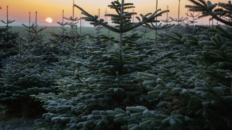 Egal ob als Baum im Topf oder geschlagen im Weihnachtsbaumständer: die Nordmanntanne ist einer der beliebtesten Weihnachtsbäume.