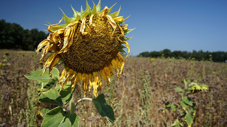 Eine vertrocknete Sonnenblume steht auf einem verdorrten Feld im Landkreis Bautzen. Die Lausitz muss sich darauf einstellen, dass es in den kommenden Jahren noch wärmer und trockener wird, sagt ein Klimaforscher.