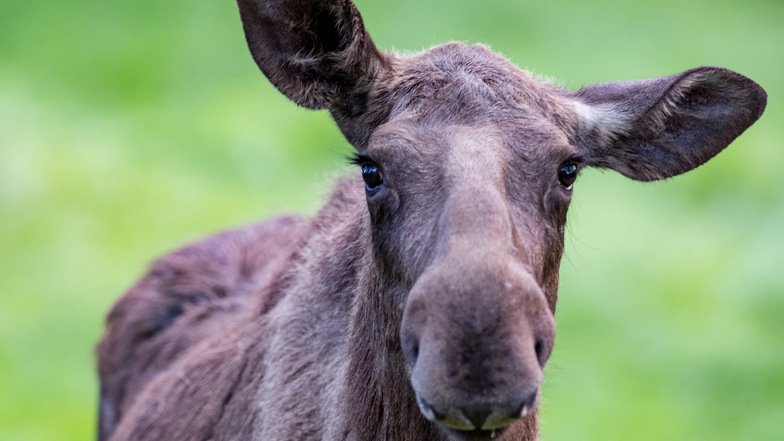 Elli, das in Moritzburg geborene Tier,  musste am Montag in eine private Elchfarm nach Kleptow gebracht worden. Auslöser war eine Attacke des Elchbullen Horst gewesen,