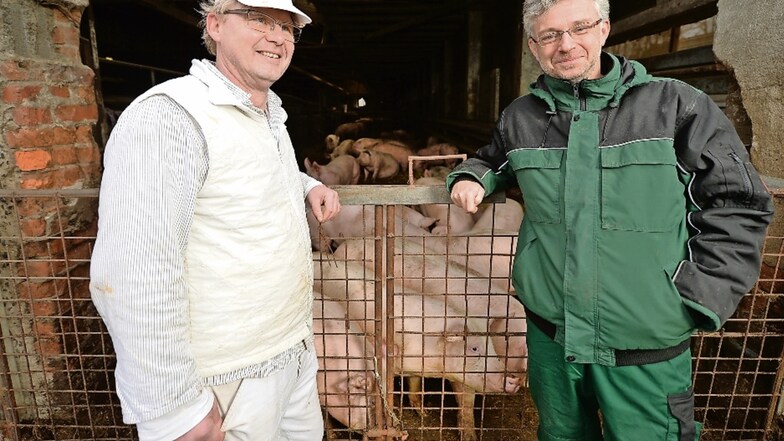 Der Fleischer und sein Bauer: Thomas Schick (l.) bezieht seine Schweine von Silko Minsel in Dorf Wehlen. Landwirt Minsel schätzt die Kooperation mit dem Pirnaer Fleischermeister. Die Schweinehaltung lohnt sich für ihn nur bei lokaler Vermarktung.