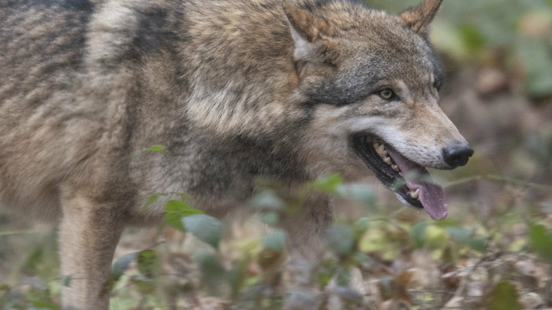 Am Königsholz überfahrene Wölfe sind identifiziert