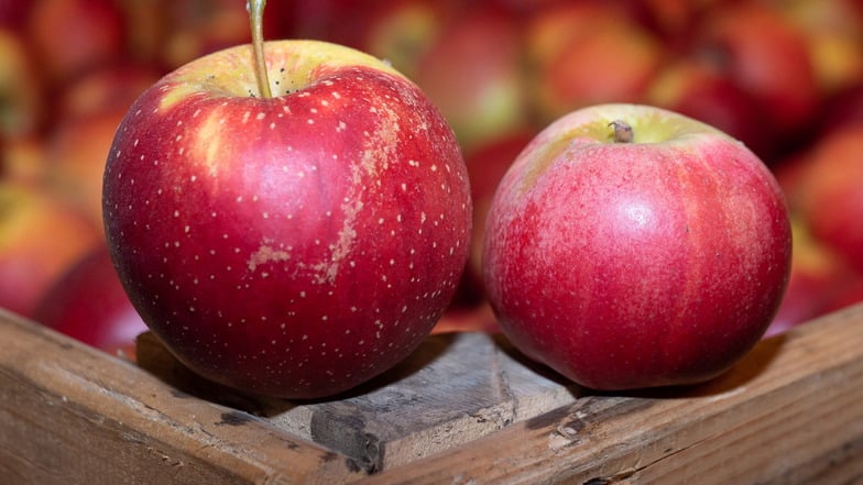 Besucher des Streuobsttages auf dem Gelände der Medienscheune Höckendorf können ihre Äpfel zu Saft verarbeiten.