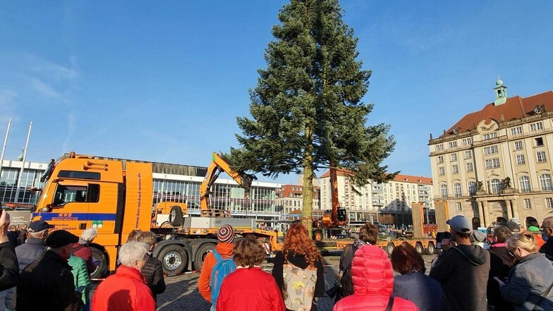 Auf Aufstellen des Baumes auf dem Altmarkt wurde aufmerksam beobachtet.