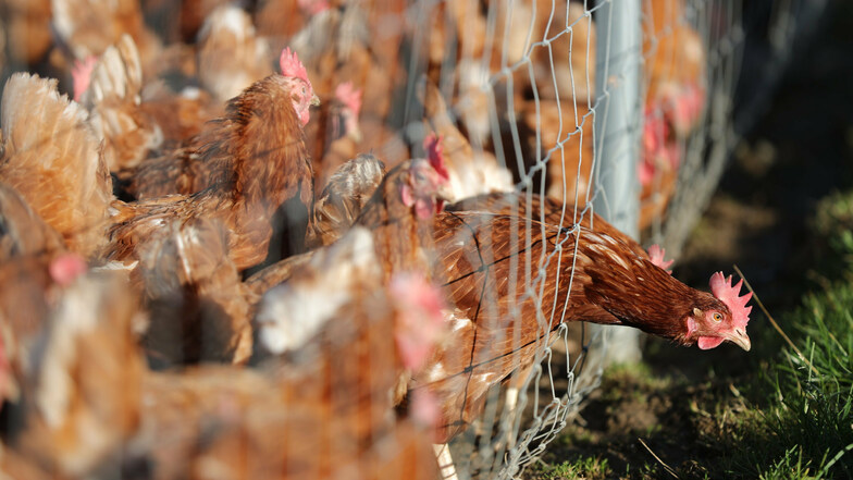 Es gibt einen weiteren positiven Nachweis der Geflügelpest in einer privaten Hühnerhaltung im Landkreis Leipzig.