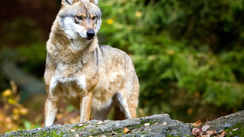 Für 2019 gibt es aus Dresden bisher 47 Hinweise zu Wölfen.