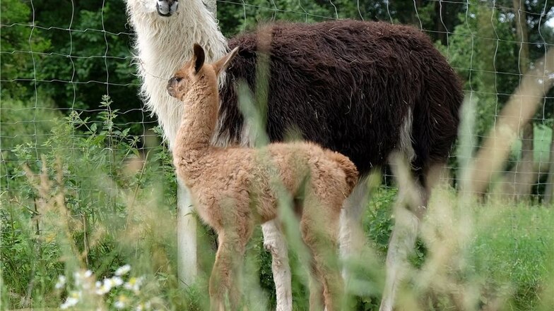 Dieses Fohlen ist am Donnerstag geboren worden. Die Lama-Dame rechts mutet vom Fell her an wie ein Apfelschimmel.