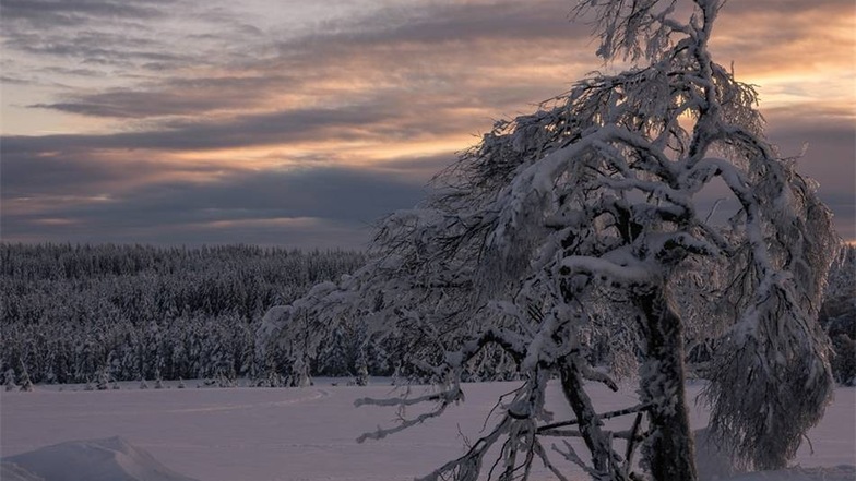 Viel Schnee, vereiste Bäume und stimmungsvolles Licht ließen das Fotografenherz von Sylvia Schröter höher schlagen. Die Dresdnerin fing dieses Bild in Zinnwald ein.