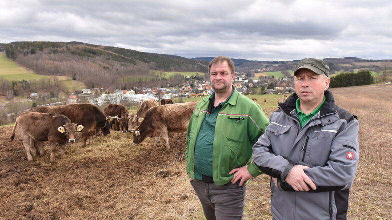 Die Kühe sind los in Obercarsdorf