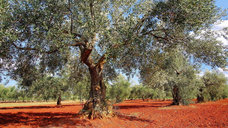 Warum das beste Olivenöl der Welt aus Istrien kommt