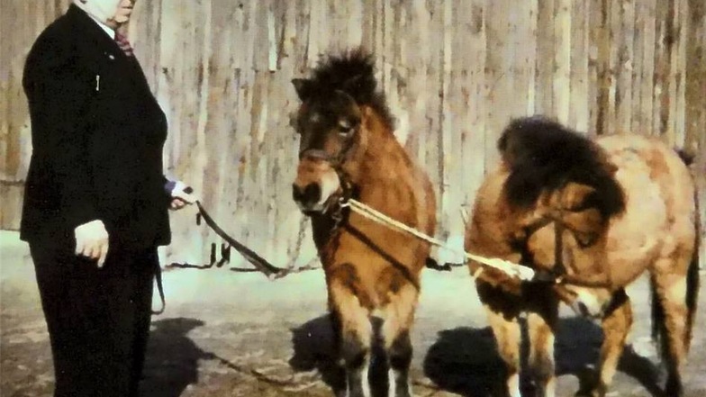 Oberbürgermeister Bruno Gleißberg stiftete 1957 zwei Ponys. Damit wurde der Grundstein für den Tierpark Görlitz gelegt, der längst über den zunächst kleinen Heimattiergarten hinausgewachsen ist.
