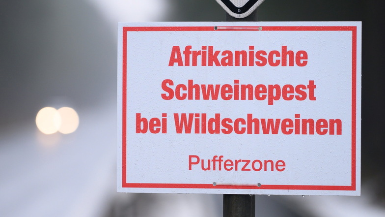 Die Afrikanische Schweinepest breitet sich in Sachsen aus. Seit Ende Oktober wurden mehr als 130 Infektionen nachgewiesen.