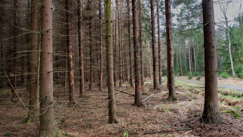 Wer kümmert sich um Ebersbachs Wälder?