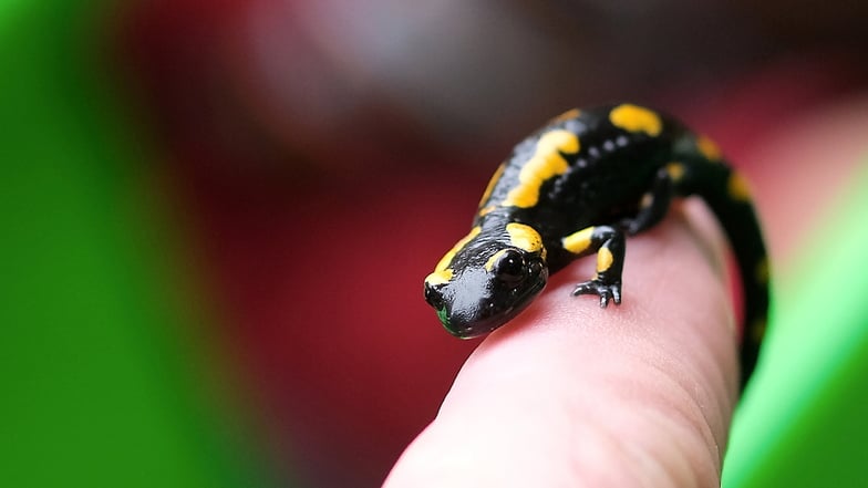 Junge Feuersalamander sind auch im Stadtwald im Meißner Triebischtal heimisch