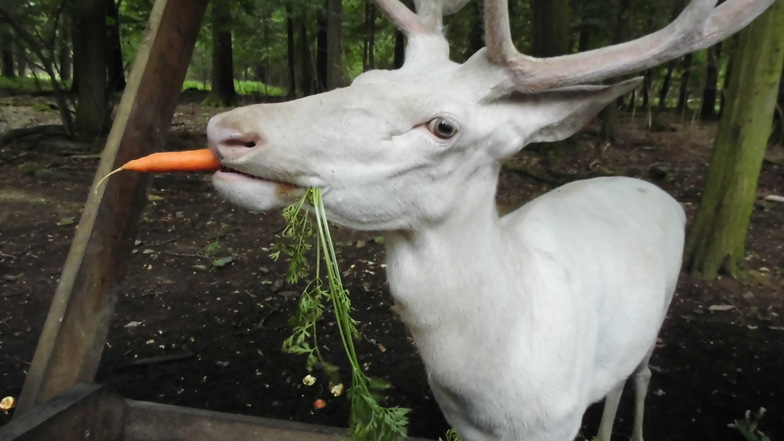Das kurze Leben des weißen Hirsches: Rudolf lässt sich eine Möhre schmecken, die ihm seine Tierpatin Kerstin Bachner mitgebracht hat. Da war er rund zwei Jahre alt.
