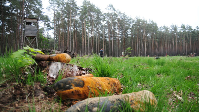 Mitarbeiter des Kampfmittelbeseitigungsdienstes Sachsen-Anhalt untersuchen mit einer Sonde ein Waldstück bei Tangerhütte. Im Vordergrund liegen Granaten, die schon geborgen wurden.