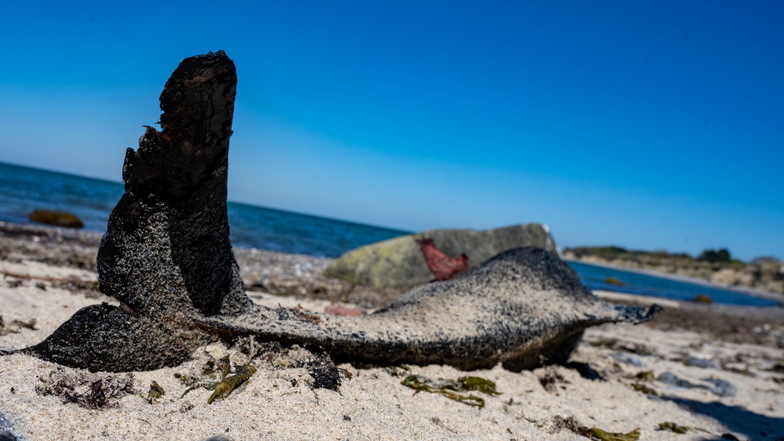 Am Strand der Insel Rügen bei Nonnevitz auf der Halbinsel Wittow liegt ein toter Schweiswal.