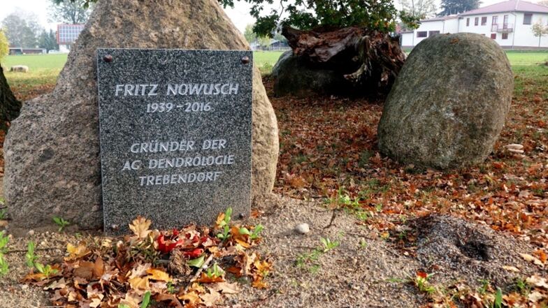 Revierförster Fritz Nowusch (1939-2016) erwarb sich für Trebendorf große Verdienste. Dieser Gedenkstein an der Rhododendron-Senke würdigt sein Schaffen. Eben die Rhododendron-Senke lädt zum Verweilen und Innehalten ein.