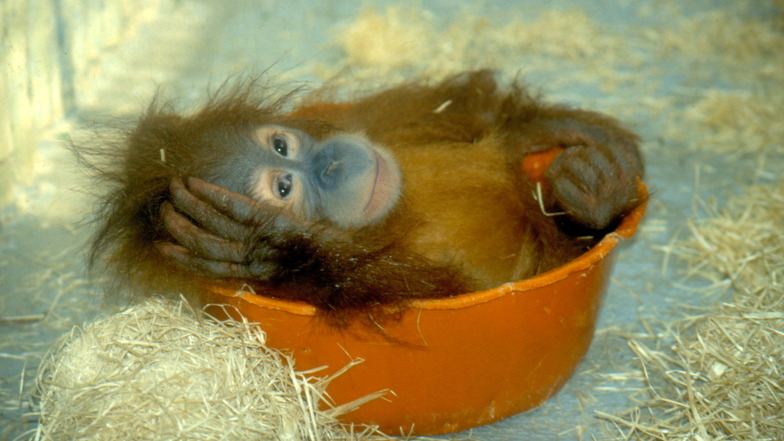 Jeder fängt mal klein an: Toni kam 1993 aus Budapest in den Dresdner Zoo.