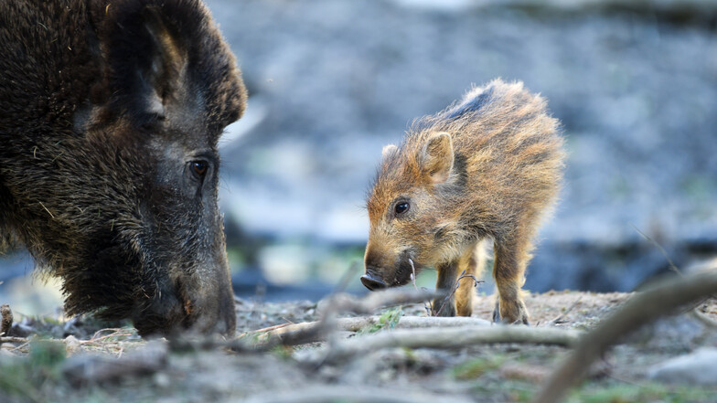 Der Wildschweinbestand in den hiesigen Wäldern wächst derzeit wieder. Das hat mehrere Gründe.