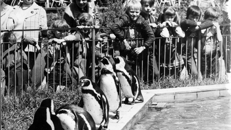 Bereits 1976 haben Familien die Pinguine und das angrenzende Pinguin-Café im Dresdner Zoo besucht.