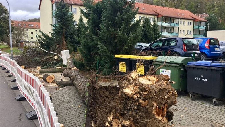 In Heidenau wurde ein Baum auf der Rosa-Luxemburg-Straße entwurzelt.