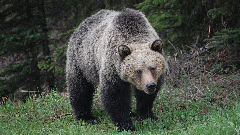 Kanada: Paar mit Hund von Grizzlybär getötet