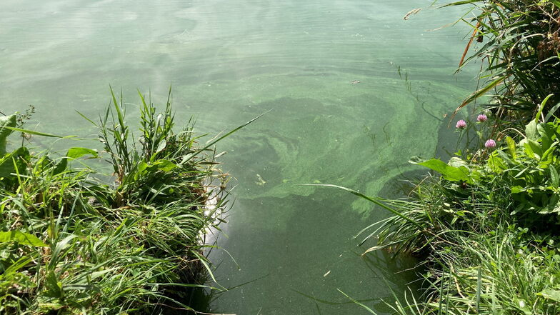 So sehen Blaualgen aus. Sie bilden einen grünen Schlierenteppich ein paar Zentimeter unter der Wasseroberfläche.